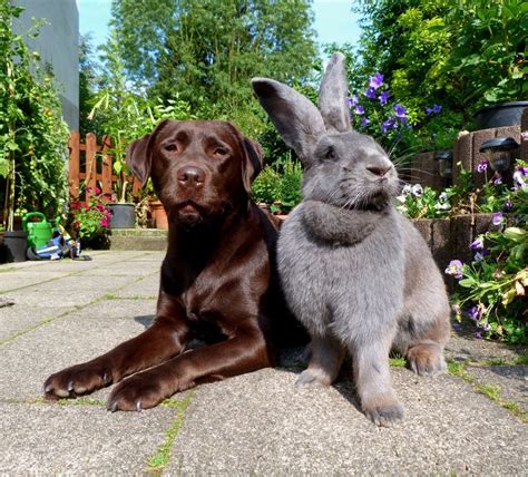 58 best images about Flemish Giants on Pinterest | Big bunny, Puppy ...