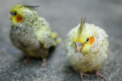 A Baby Cockatiel Eating Food. Stock Photo - Image of parrot, birds: 103816870