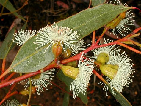 Flower Gallery :: Eucalyptus :: AAAA6835