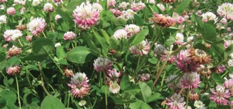 Alsike Clover | Forage Information System | Oregon State University