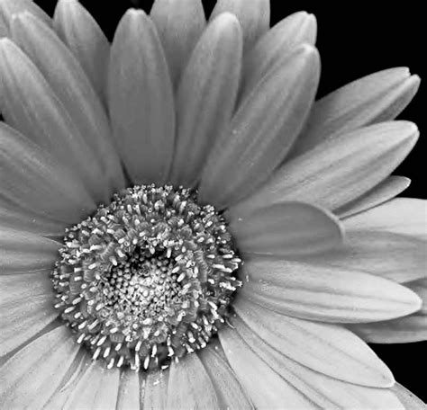 pictures of black and white flowers - Google Search | PICTURES OF FLOWERS IN BLACK & WHITE ...