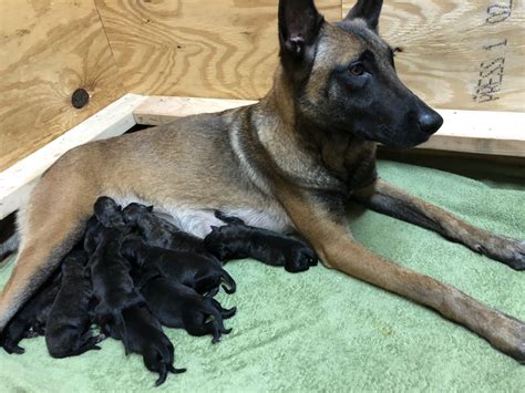 Belgian Shepherd Dog (Malinois) Puppies For Sale | Conyers, GA #279183