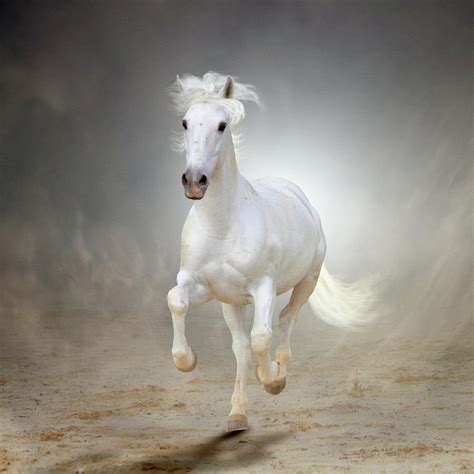 White Horse Galloping by Christiana Stawski