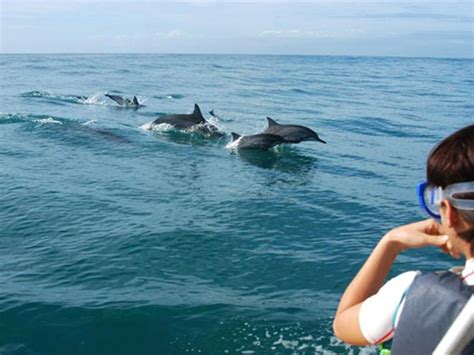 Swim with Wild Dolphins on Oahu - Hawaii Discount