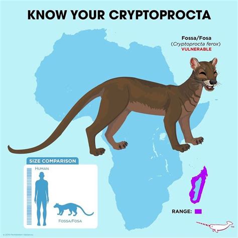 Fosa/Fossa "Cryptoprocta ferox" VUNERABLE | Hayvanlar