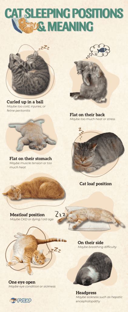 Cat Sleeping Positions When Sick & Other Signs to Observe