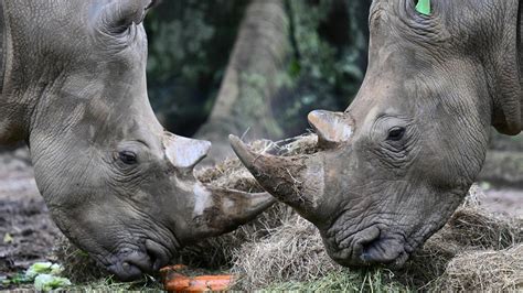 Botswana has seen a huge spike in rhinoceros poaching over the past 5 ...