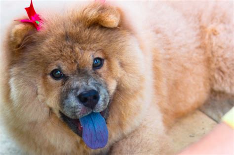 Did you know that one of the world’s rarest dog breeds comes from Malaysia?