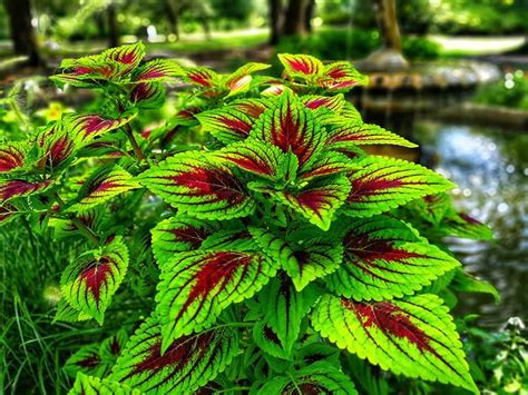 The 19 Best Patio Plants to Brighten Up Your Outdoor Space | Shade ...