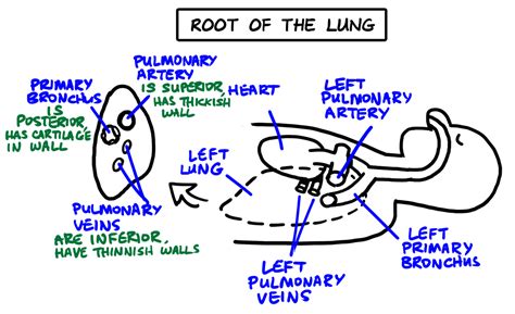 Anatomy Lab Tips & Diagrams - Respiratory Digestive & Cardiovascular