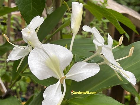 White Butterfly Ginger Plant - a Most Fragrant Ginger - GardensAll