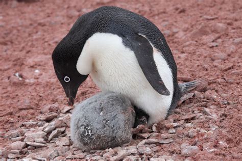 Adelie Penguin - Facts, Habitat, Diet and Pictures