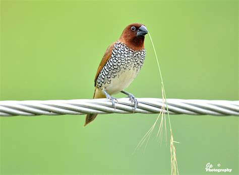 Munia | BirdForum