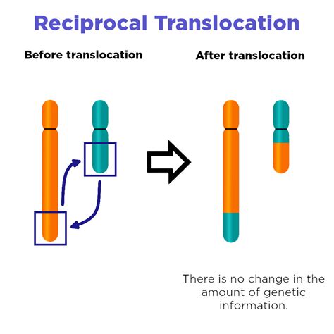 Chromosomal Mutations Translocation