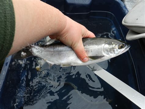 Nature in a Nutshell: Tracking Hidden Lake & Kokanee Otolith Removal