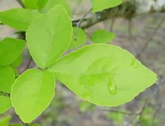 Test: Importance of Belpatra or Bilva Leaf