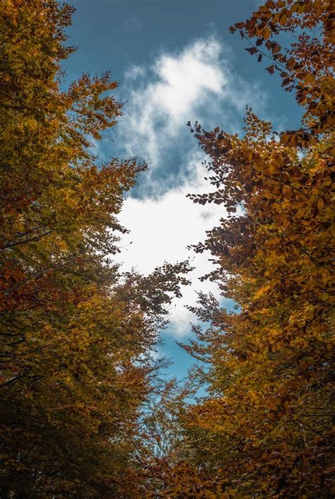 Tree Branches with Fall Foliage · Free Stock Photo