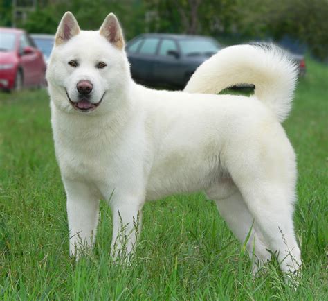 Akita Inu blanc (26 photos): caractéristiques de couleur des chiots de ...