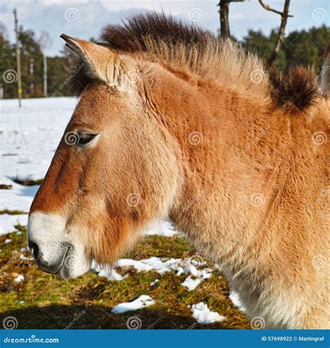 Przewalski horse portrait stock photo. Image of mongolia - 57698922