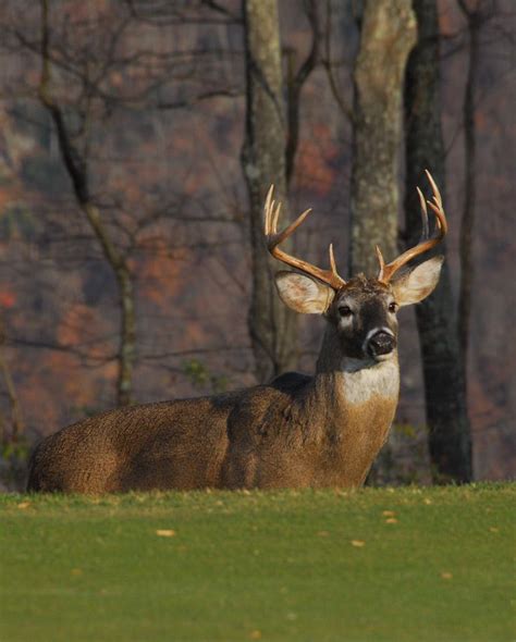 Large buck | Blue ridge mountains, Blue ridge, Wildlife