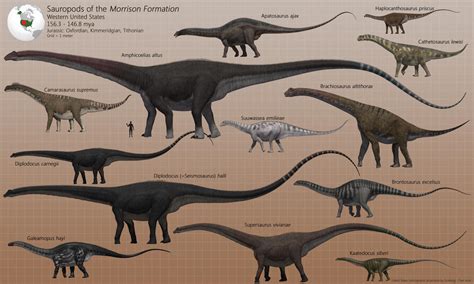 Sauropods of the Morrison Formation by PaleoGuy on DeviantArt