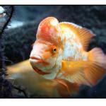goldfish – Wikifaunia, tu enciclopedia de animales