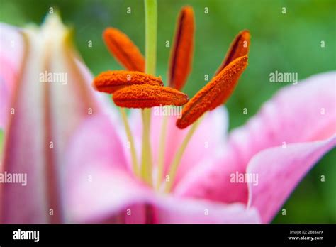 Lily close-up with Stamens full of pollen Stock Photo - Alamy