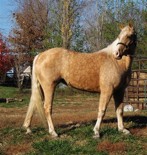 Beautiful Palomino Missouri Fox Trotter for Trail/show | Flickr - Photo Sharing!