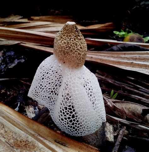 Dictyophora indusiata (Phallus indusiatus)- an edible stinkhorn | Tall trees and Mushrooms