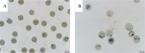 Optical microscope images of the prepared particles with the flow rate ...