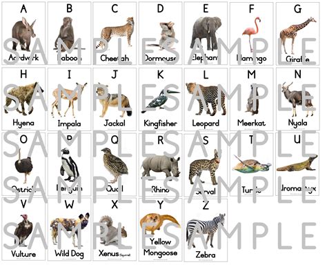 African Animals Alphabet African Animals Animal Alpha - vrogue.co