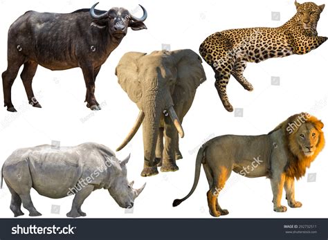 African Big Five Animals Buffalo Elephant Stock Photo 292732511 | Shutterstock