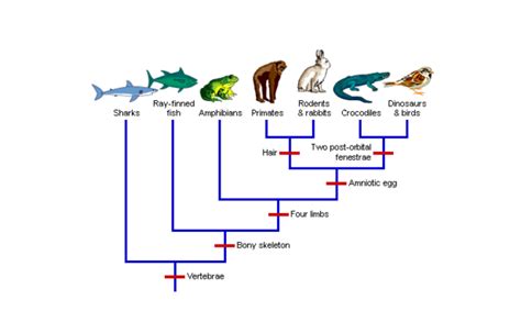 Divergent Evolution | Definition, Types & Examples