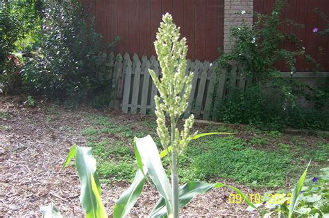 Broom Corn (Sorghum) – Identification | Walter Reeves: The Georgia Gardener