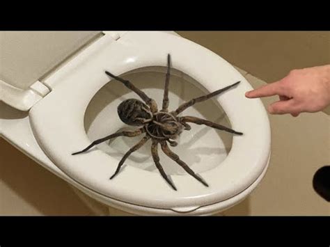 Spider Toilet: A Fun and Quirky Addition to Your Bathroom