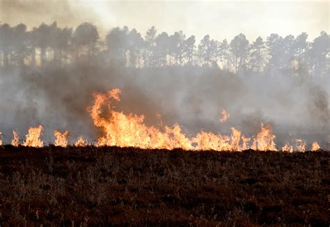 Grass fire threatens Boyle Pond homes | The Sumter Item