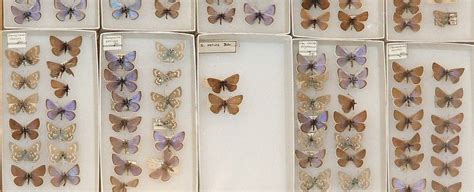 Researchers solve mystery behind butterfly’s extinction - The Wildlife Society