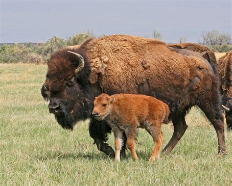 Cow bison and calf; Photo by Dennis Lingohr | Bison, Hooved animal, Native american artwork