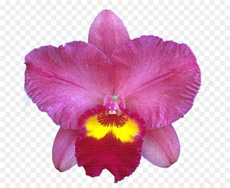 Natal Anggrek, Cattleya Merah, Anggrek Dendrobium gambar png