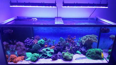 Best Reef Aquarium LED lighting Photos gallery | Orphek