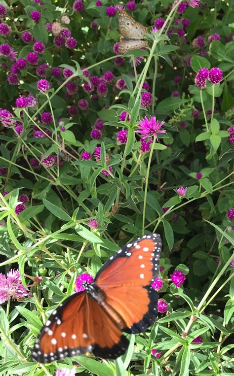 Phoenix Arizona Desert Botanical Gardens: Butterflies