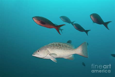 Gulf Grouper Photograph by Reinhard Dirscherl/science Photo Library