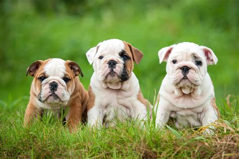 English Bulldog Colors: Cute Bulldog Colors Explained