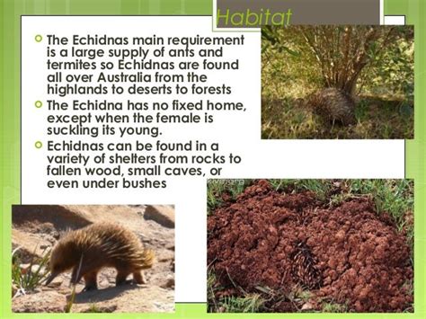 Echidna