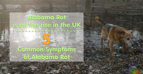 5 Common Symptoms of Alabama Rot - Wag The Dog UK