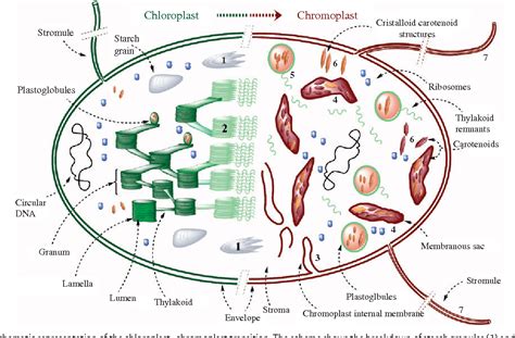 Figure 2 from Chromoplast differentiation: current status and ...