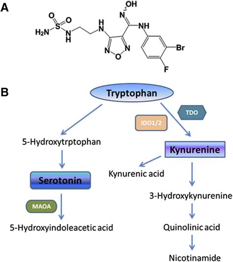 Serotonin Metabolism