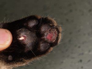 How Is Pododermatitis Treated In Dogs