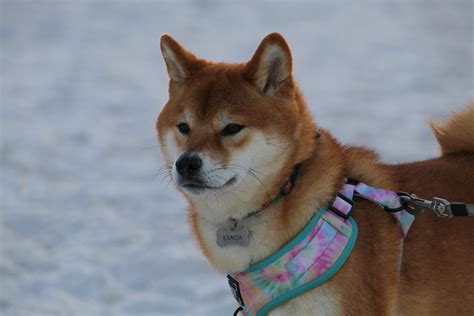 Shiba Inu Food & Nutrition Tips for a Healthy Balanced Diet