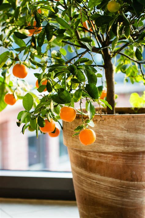 Indoor Citrus Trees Are The Next Big Thing In Home Decor — Here’s Where To Place Them